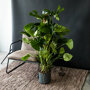 Gatenplant op stok sfeer